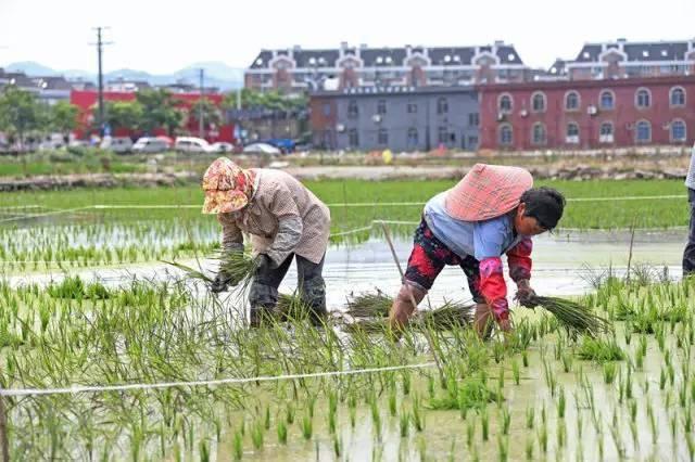 低成本小生意都有哪些（在农村月收入过万的几个小生意）-佐帆副业网