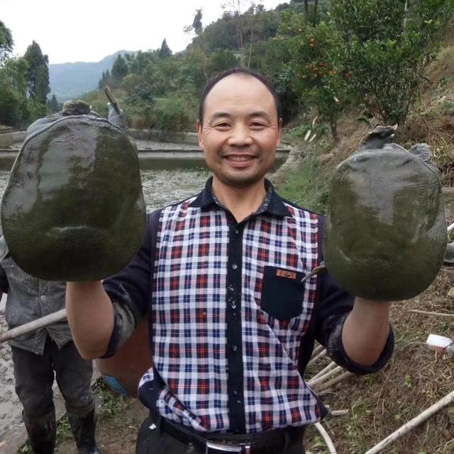 回农村养鳖年收入百万（未来养殖业什么最赚钱农村）-佐帆副业网